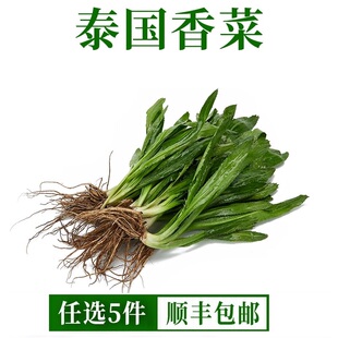 新鲜泰国香菜500g大芫茜大香菜刺芹洋鹅芥假芫茜元西香料越南香菜