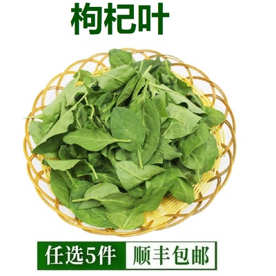 新鲜枸杞叶枸杞菜煮汤枸杞嫩叶蔬菜枸杞芽纯叶无梗500g福建发货