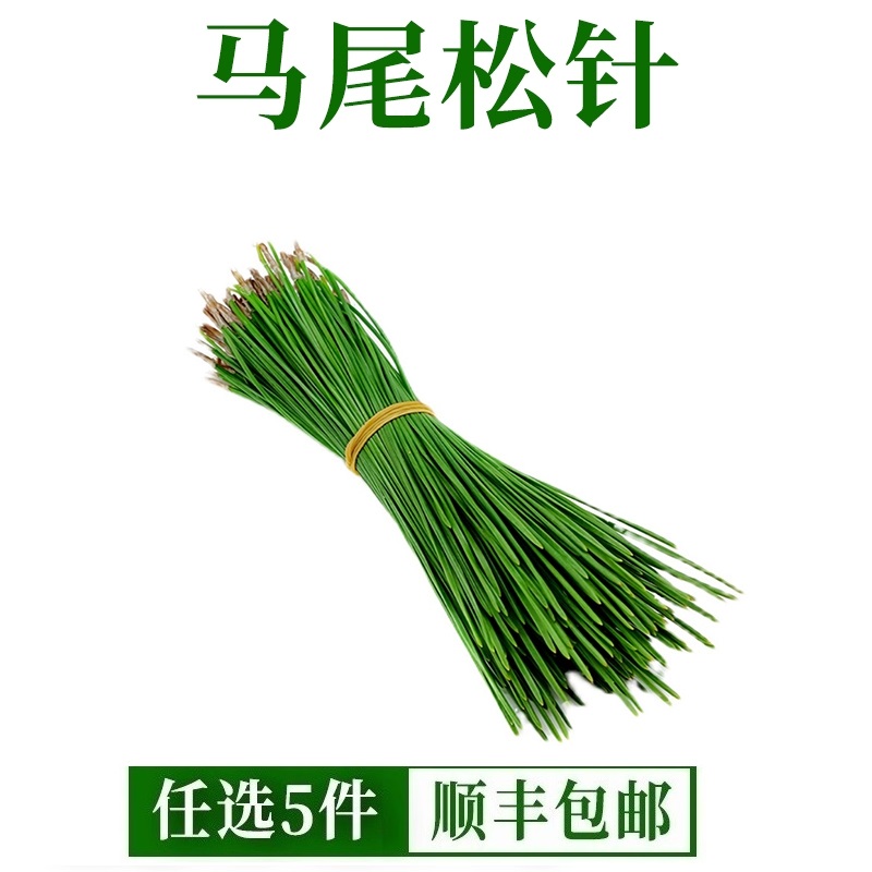 野生马尾松松针新鲜松叶松毛酵素全松茶蒸笼垫底保健松针茶养生茶