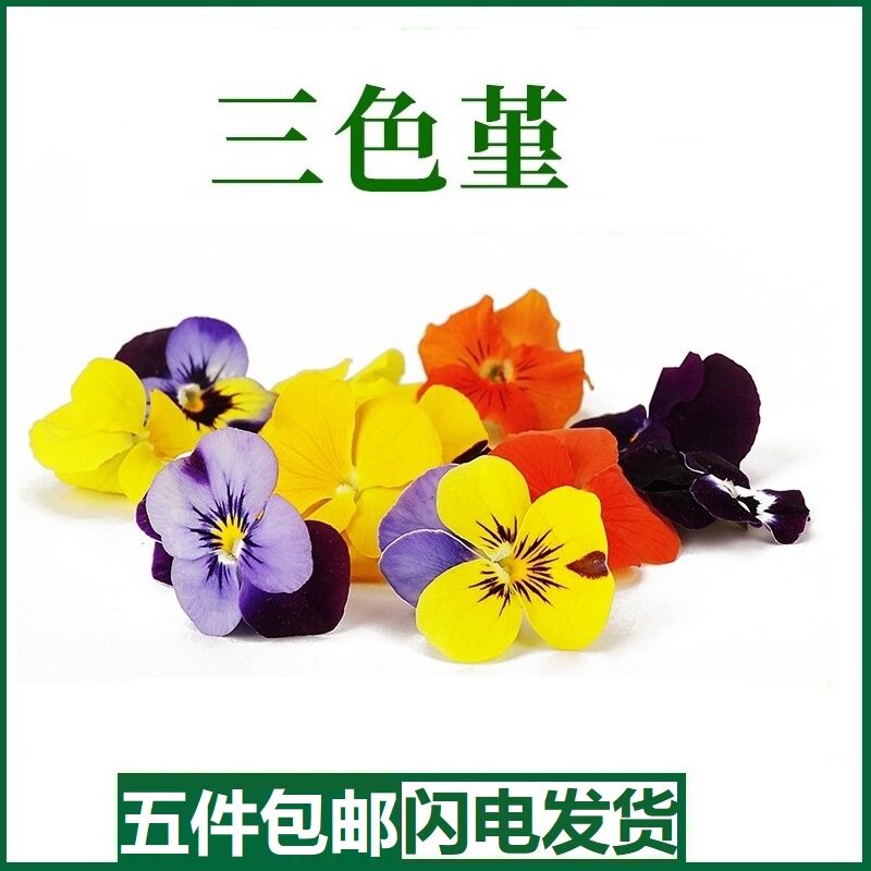 新鲜三色堇食用花可食用三色花西餐摆盘菜装饰餐饮摆盘鲜花草