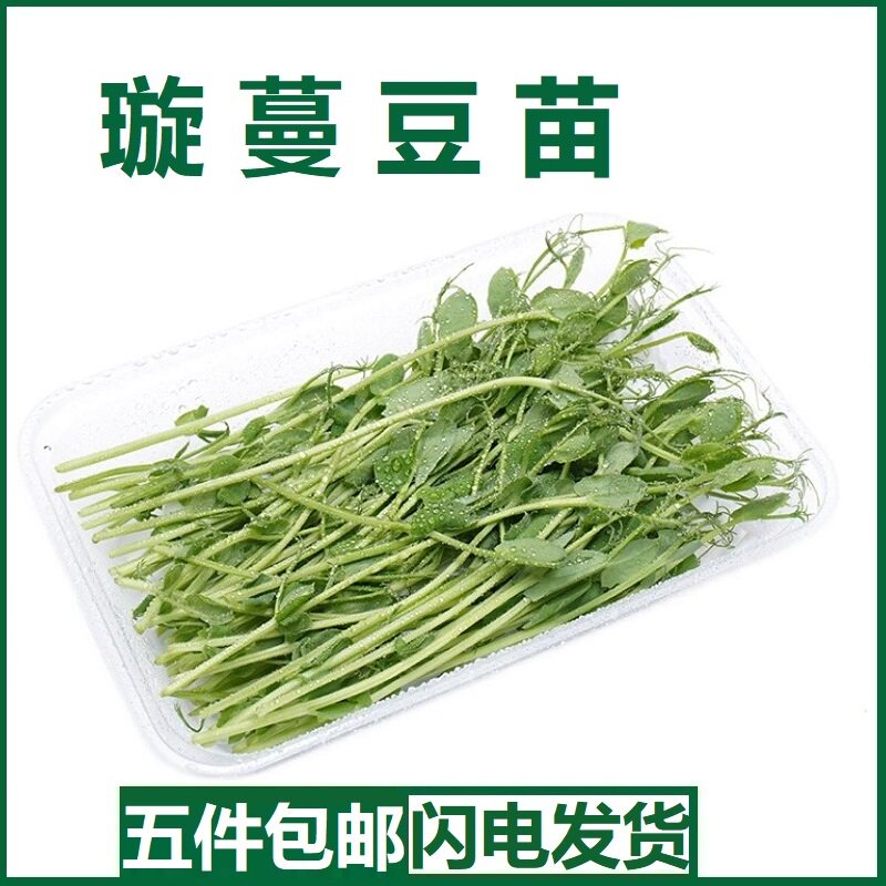 新鲜水培璇蔓豆苗龙须苗西餐食材摆盘装饰芽苗素食沙拉豌豆苗30g