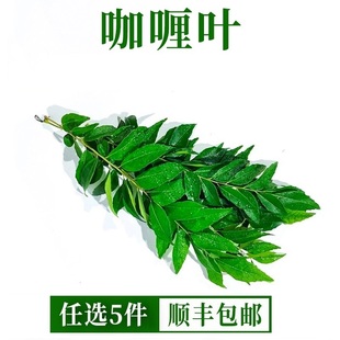 咖喱叶新鲜西餐饮香料菜调味调料蔬菜九里香咖哩叶鱼虾炒饭增香