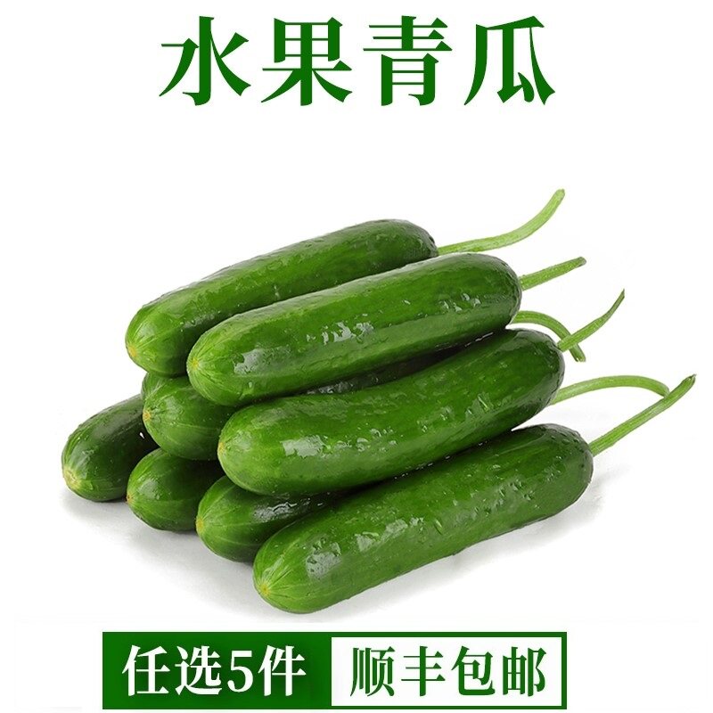 水果青瓜新鲜小黄瓜500g水果黄瓜蔬菜沙拉西餐食材生吃脆小黄瓜