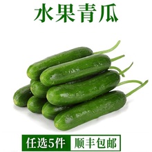水果青瓜新鲜小黄瓜500g水果黄瓜蔬菜沙拉西餐食材生吃脆小黄瓜