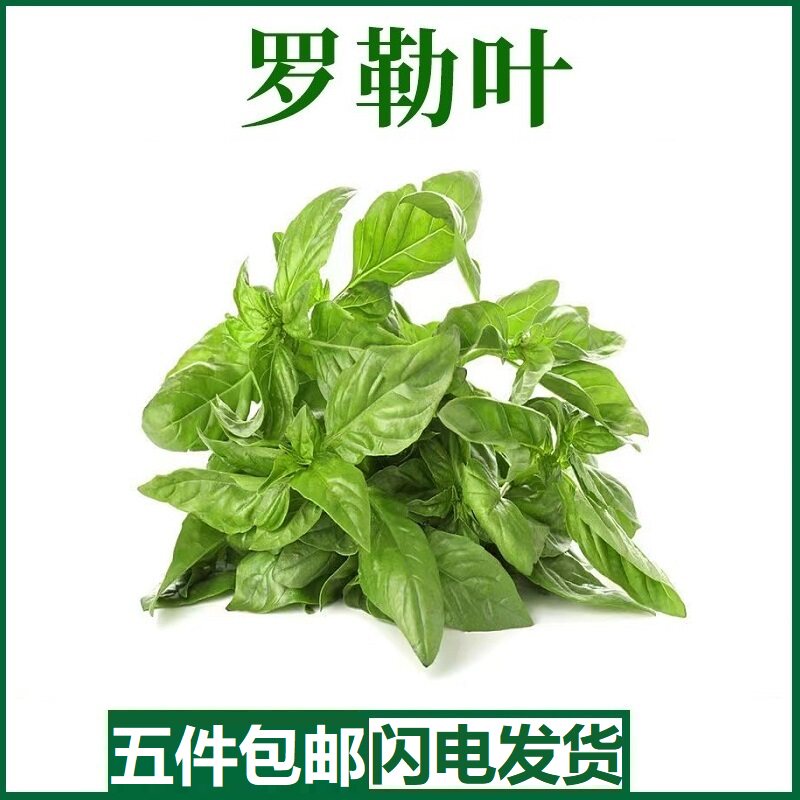新鲜罗勒叶 西餐蔬菜可食用披萨意大利面香料青酱调摆盘