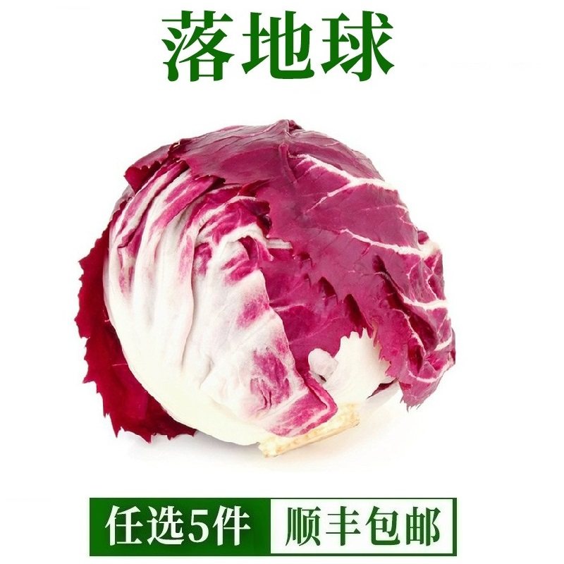 新鲜落地红菊苣红杂紫苣球生菜健身洗切即食蔬菜沙拉蔬菜500g