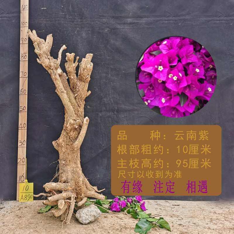 三角梅爬藤老桩马斯黄大r型盆栽棵苗原生桩勤花阳台同安红四季花,鲜花速递/花卉仿真/绿植园艺,时令草本花卉,淘宝优惠券,粉丝福利购,淘宝优惠卷