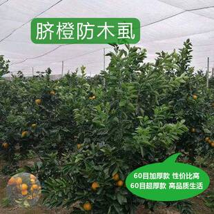 果树防虫b网罩莲雾防果蝇脐橙木虱杨梅柑橘大平网T丝网防蚊透光m