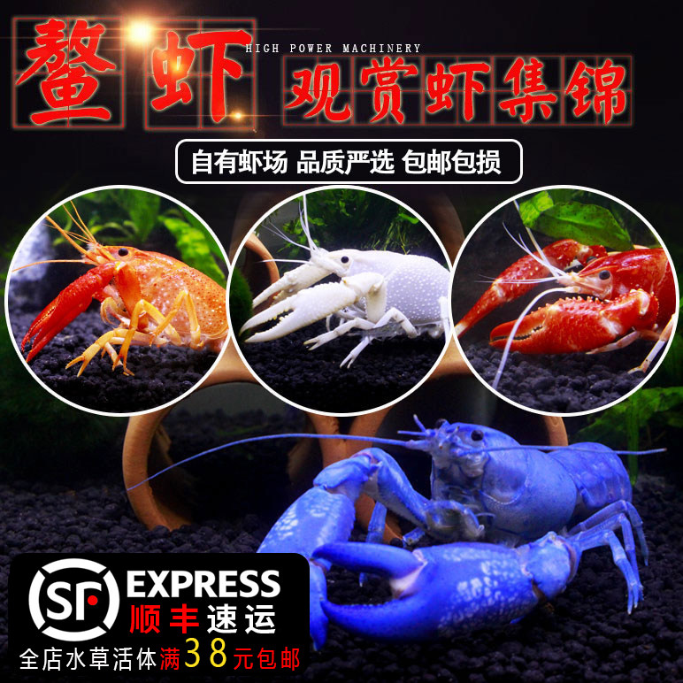 人工天空蓝魔佛蓝白橘螯鳌虾龙纹虾
