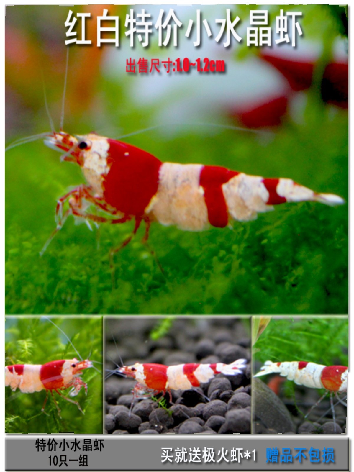 包邮观赏虾套餐活体除藻工具虾极火黄米宠物虾淡水虾樱花水晶虾,宠物/宠物食品及用品,虾,淘宝优惠券,粉丝福利购,淘宝优惠卷