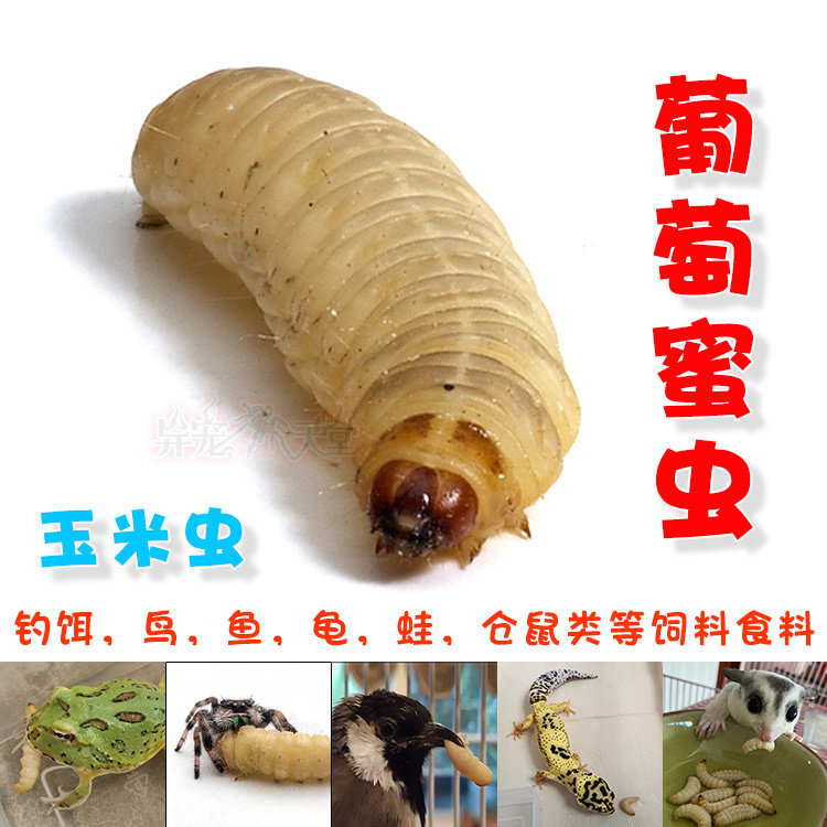 葡萄蜜虫玉米虫活体饲料虫大蜡螟钓饵角蛙树蛙鱼鸟仓鼠蜜袋鼯零食,宠物/宠物食品及用品,爬虫/鸣虫食物,淘宝优惠券,粉丝福利购,淘宝优惠卷