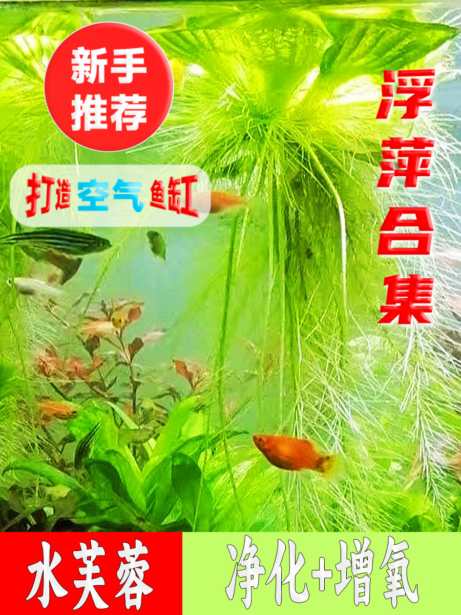 浮萍水草植物造景的养龟缸养鱼缸用品漂浮水芙蓉苗水葫芦套餐包邮