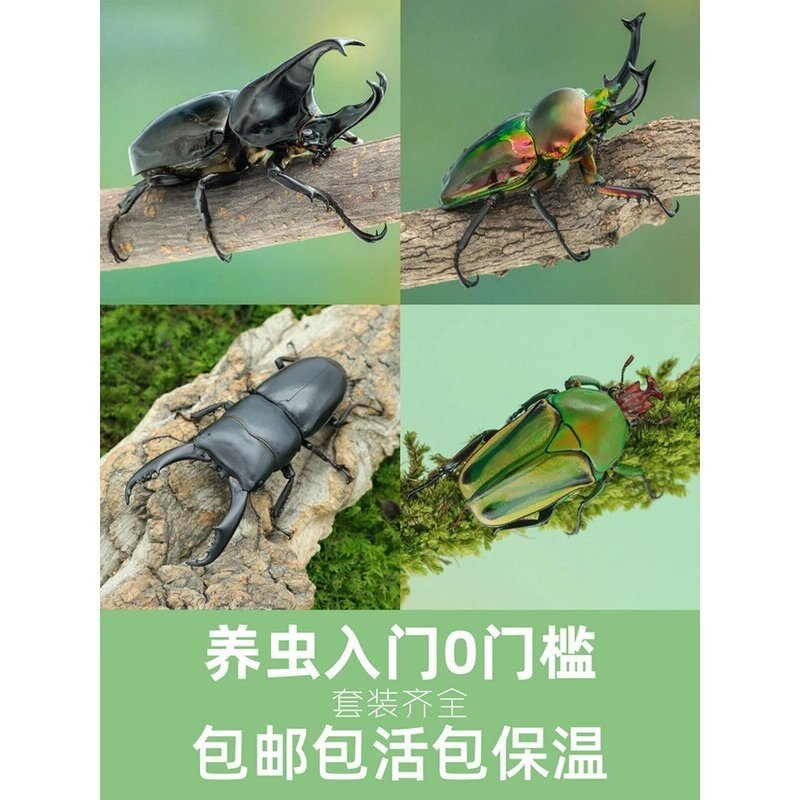 牧野虫社独角仙彩虹锹甲甲虫活体爬宠昆虫宠物幼虫姬兜花金龟,宠物/宠物食品及用品,特色爬宠/鸣虫,淘宝优惠券,粉丝福利购,淘宝优惠卷