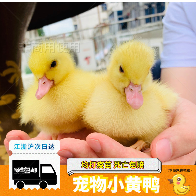 网红宠物小黄鸭苗宠物鸭子活的小黄鸭活体可达鸭宠物活物小型好养,宠物/宠物食品及用品,鸟,淘宝优惠券,粉丝福利购,淘宝优惠卷