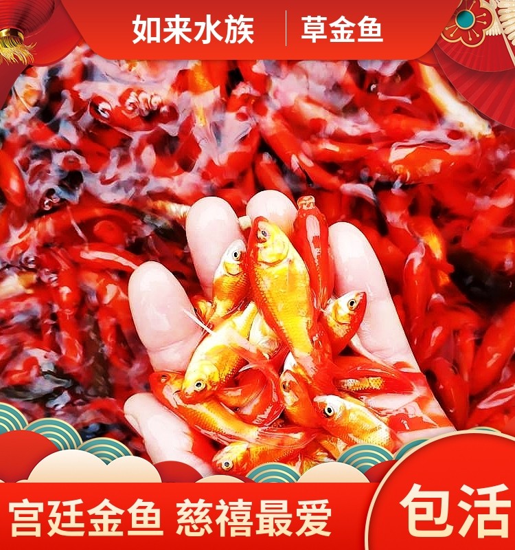 观赏鱼草金鱼苗养不死金鱼小鱼活鱼小宠物好养耐活龙鱼乌龟饲料鱼,宠物/宠物食品及用品,鱼,淘宝优惠券,粉丝福利购,淘宝优惠卷
