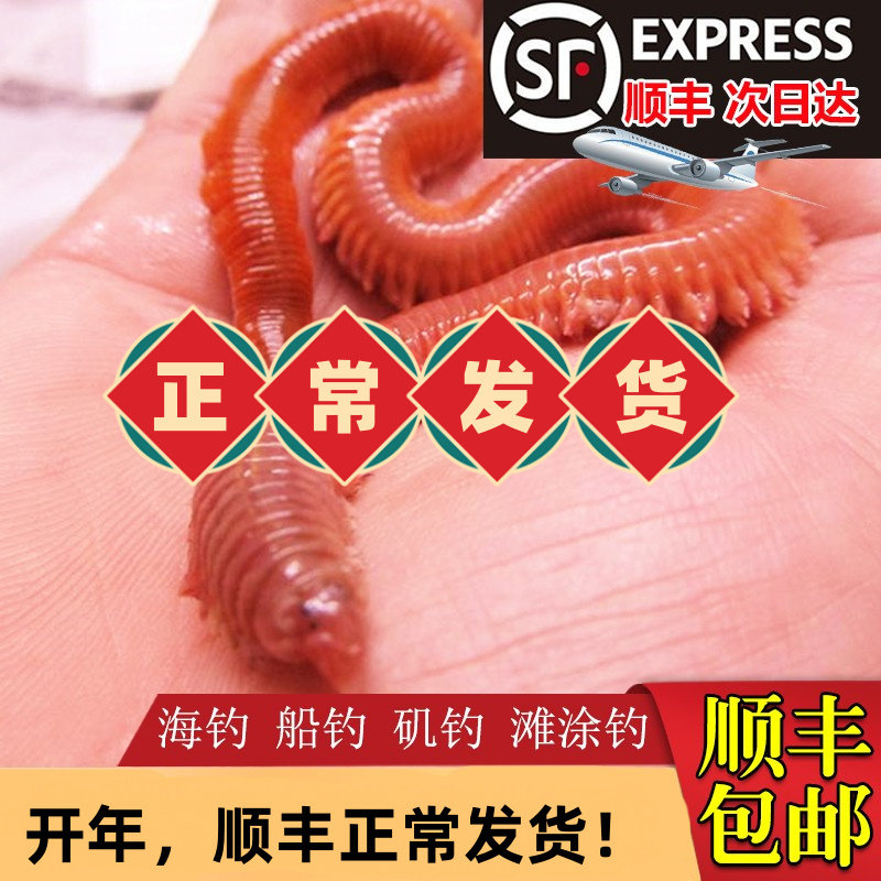 活沙蚕 活饵包邮 红虫青虫海蜈蚣海蚯蚓海钓鱼饵路亚饵鲈鱼饵包活,户外/登山/野营/旅行用品,活饵/谷麦饵等饵料,淘宝优惠券,粉丝福利购,淘宝优惠卷