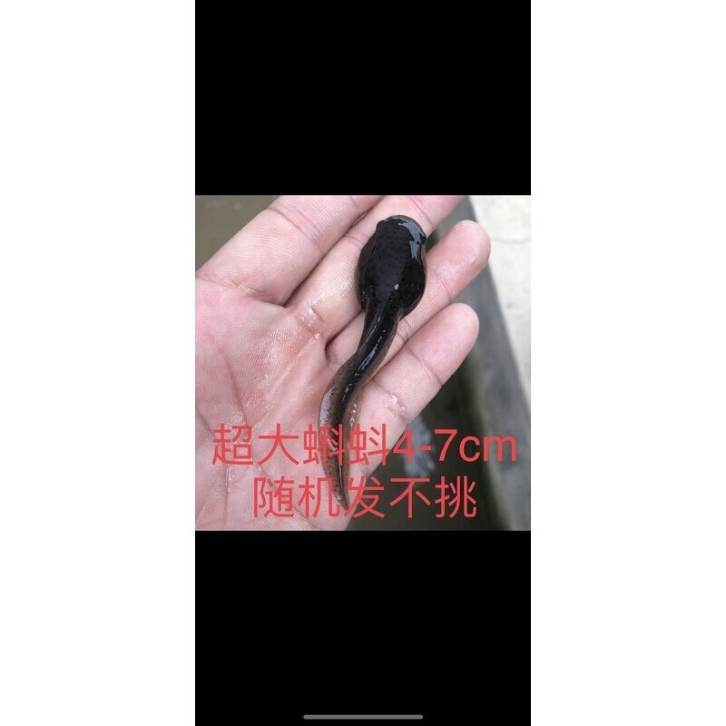 小蝌蚪找妈妈课本青蛙牛蛙苗仔观察观赏可爱包活送饲料专注