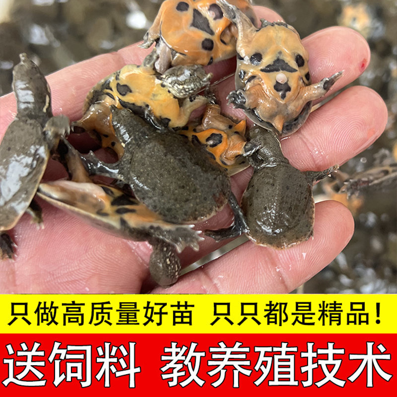 小甲鱼苗批发活甲鱼活苗老鳖苗外塘养殖中华鳖甲鱼苗水鱼苗团鱼苗,宠物/宠物食品及用品,龟/鳖,淘宝优惠券,粉丝福利购,淘宝优惠卷