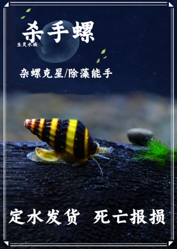 包邮杀手螺大黄蜂螺观赏螺宠物螺除藻螺工具螺活体水族除杂螺除蜗