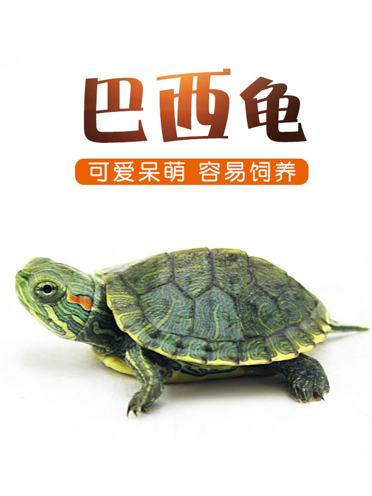 巴西龟宠物龟活体活物红耳龟水龟幼苗观赏大乌龟好养活小宠物龟苗,宠物/宠物食品及用品,龟/鳖,淘宝优惠券,粉丝福利购,淘宝优惠卷