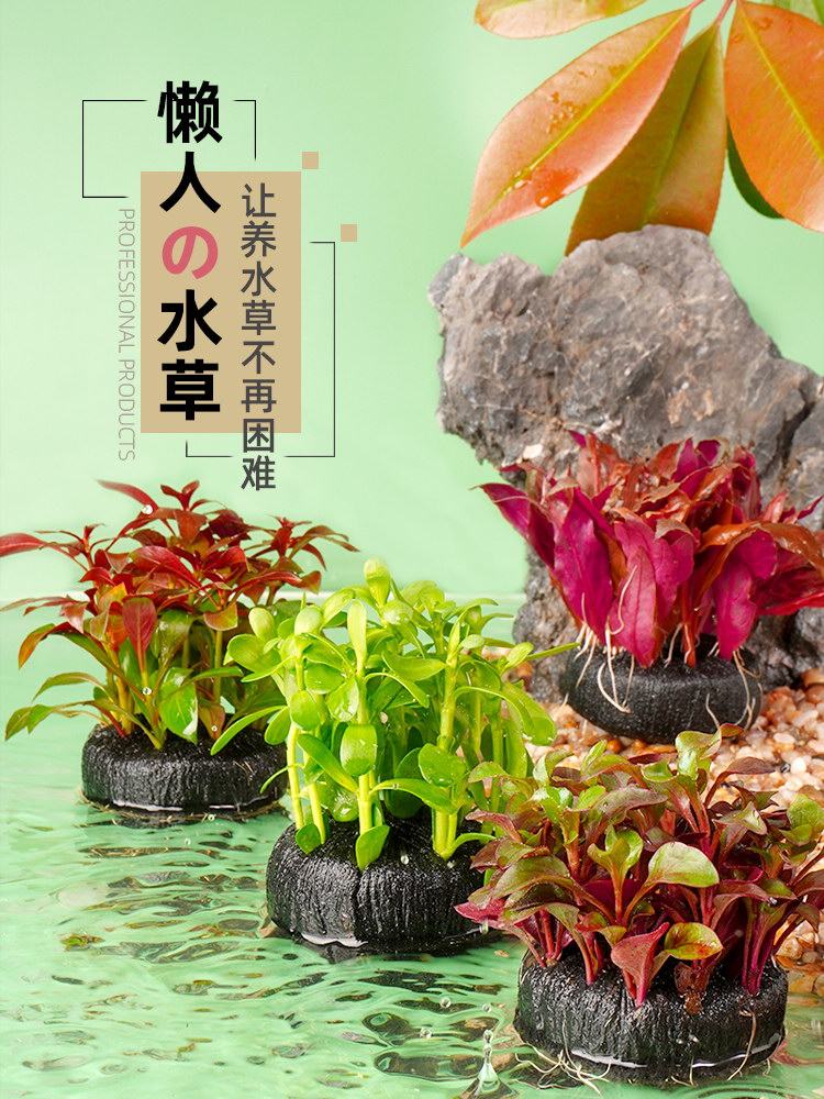 水草鱼缸植物净水水培千草堂水族造景懒人坨草迷你水生真草缸定植