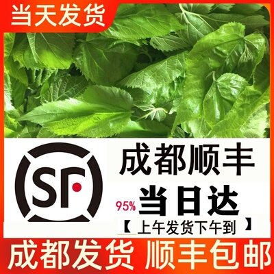 蚕宝宝成都同城顺丰包邮小大蚕新鲜桑叶结茧网养套装蚕1234龄斤蚕