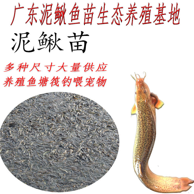 台湾小泥鳅苗鲜活小泥鳅苗放宠物鱼龙鱼乌龟观赏筏钓小鱼活体饲料,宠物/宠物食品及用品,鱼,淘宝优惠券,粉丝福利购,淘宝优惠卷