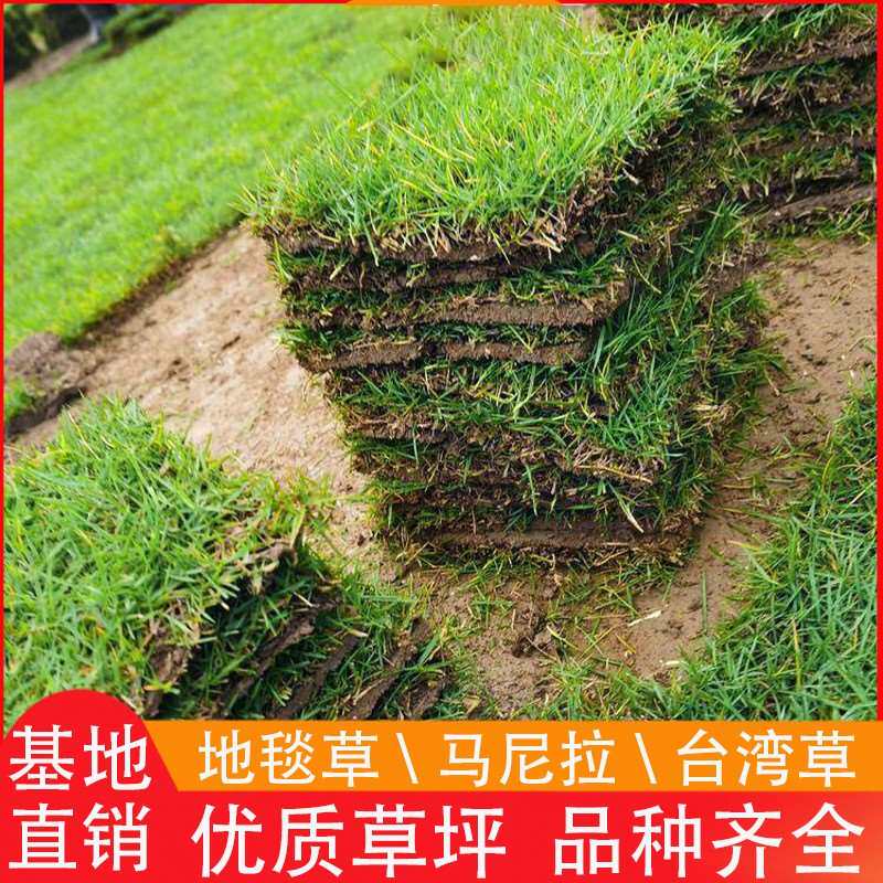 极速草皮真草坪带泥土别墅花园绿化四季J青果岭草台湾草马尼拉草