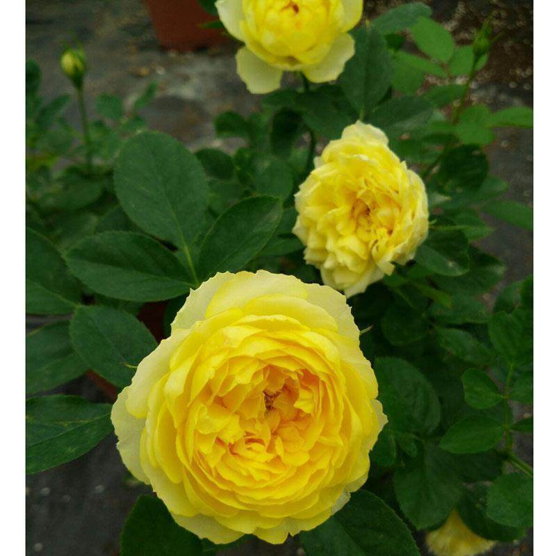 极速【带花c发货】金丝雀开花机器四季开花多头抗病 月季花苗黄色