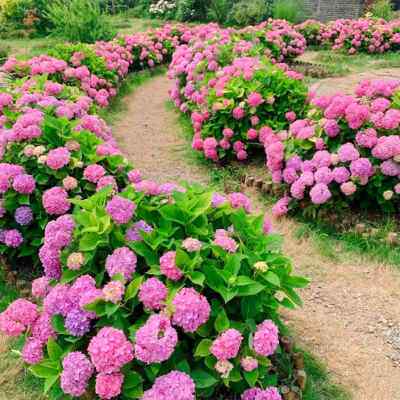 极速绣球花老桩超多分叉带芽苞发货庭院阳台植物四季开Y花无尽夏