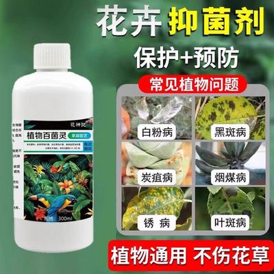 月季花黄叶黑斑病专用药百菌灵抑菌剂花卉植物生根粉兰花通用喷雾
