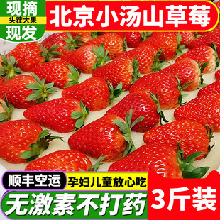 北京小汤山新鲜现摘红颜奶油草莓同城应季水果顺丰空运同城次日达