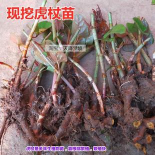 费 免邮 虎杖苗 虎杖苗多年生草本植物现挖酸筒杆苗绿植庭院盆栽地栽