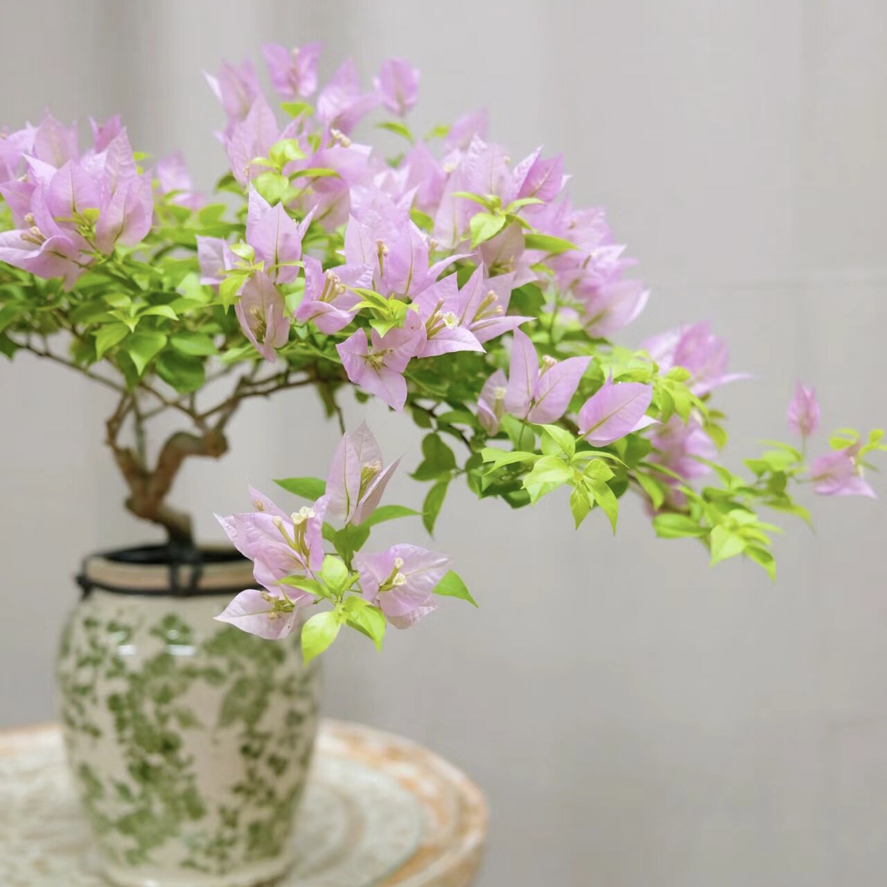 三角梅 粉红豹原生苗