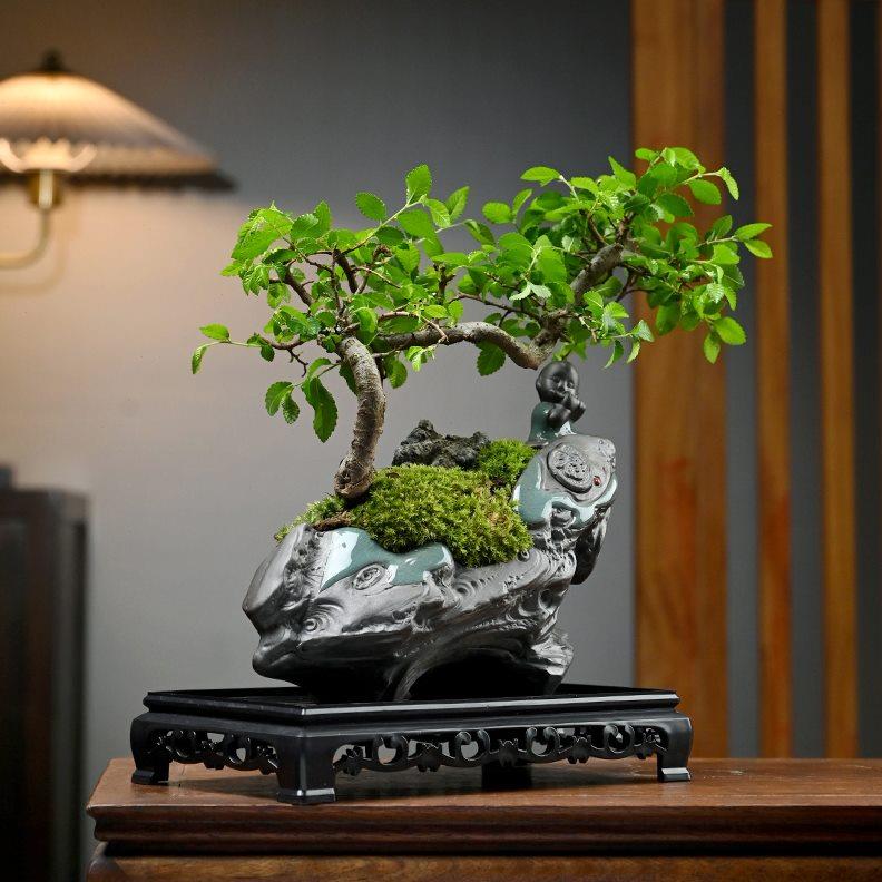 文竹榆树盆景花卉植物室内花悬崖老桩客厅好养办公室桌面绿植盆栽
