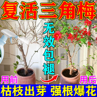 三角梅催芽素促发芽开花专用肥优芽素三角梅爆花强力促芽生根肥料