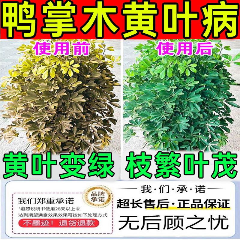 鸭掌木专用肥鹅摇钱招财树植物营养液发蔫黄黑叶蚧壳虫杀菌剂