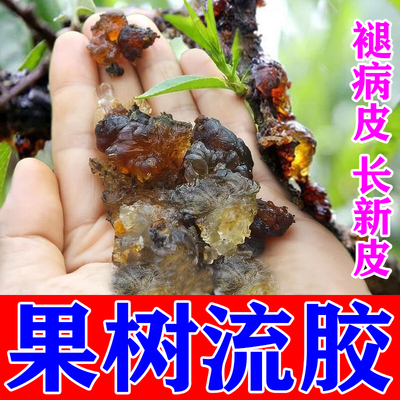 桃树桃树流胶病专用药果树杏