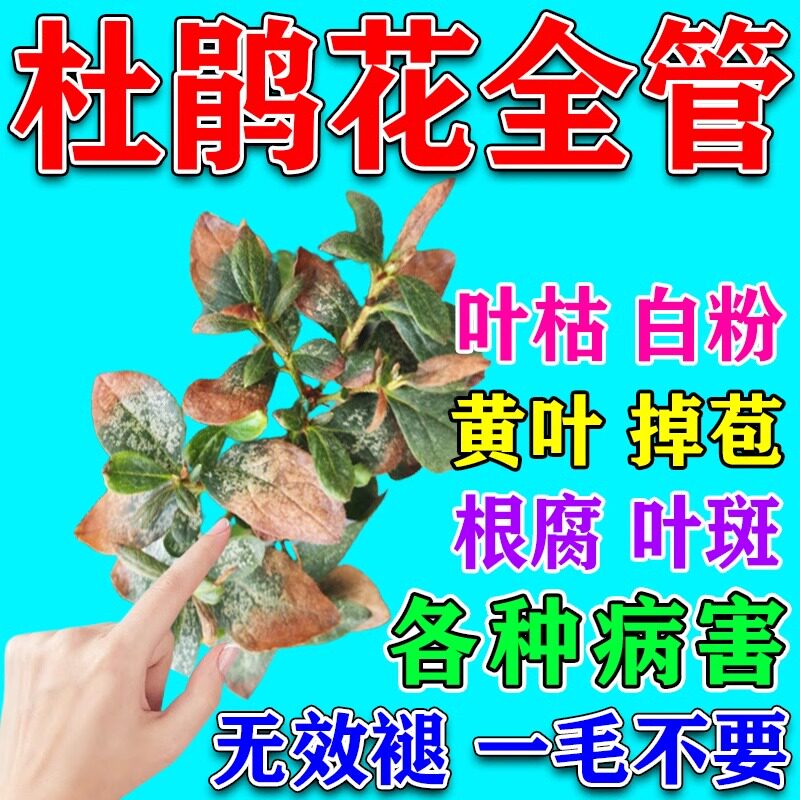 杜鹃花肥料专用肥防黄叶根腐病白粉黑斑叶斑病花卉多菌菌灵杀菌剂