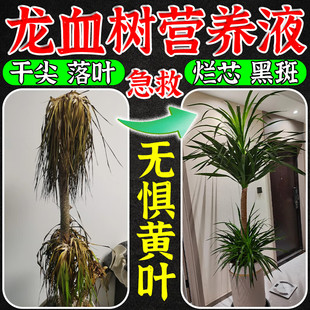 龙血树专用营养液龙须树千年木肥料叶子干尖枯黄叶黑斑烂根复活液