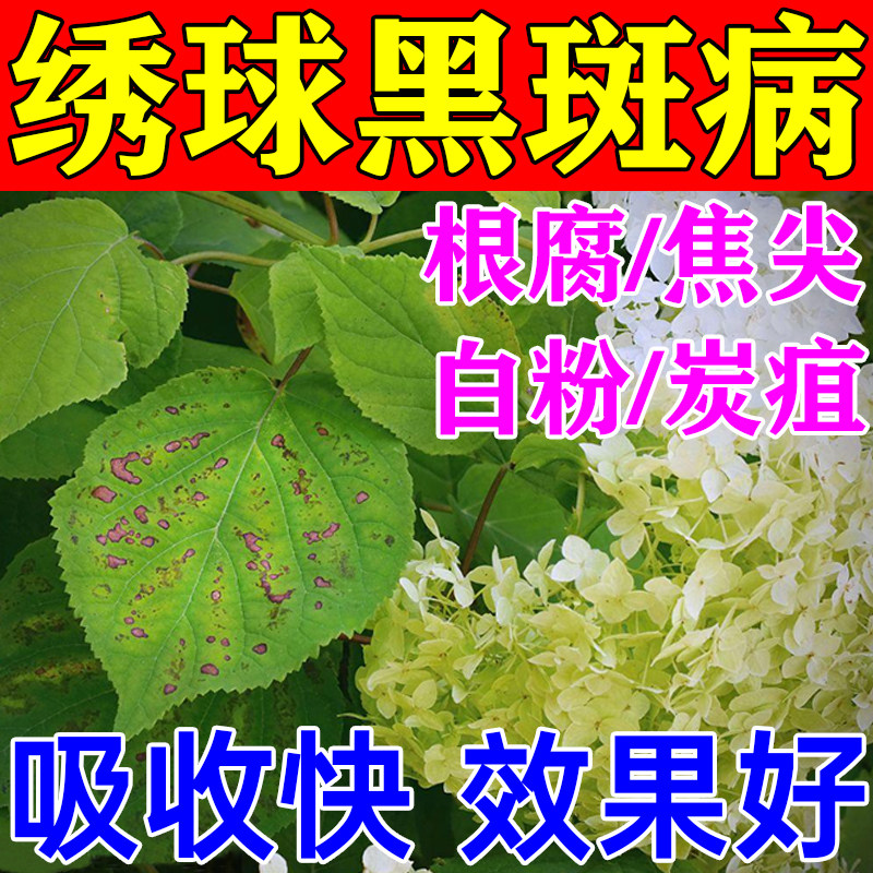 绣球黑斑病专用肥料叶子发黄枯叶炭疽白粉锈斑焦烂叶调蓝杀虫剂