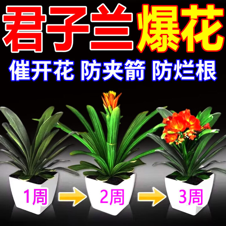 君子兰专用肥拔箭催花壮苗黄叶病烂根不开花促花开黄叶兰花营养液