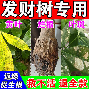 发财树黄叶枯叶烂根专用营养液生根促发芽黄叶一喷绿盆栽