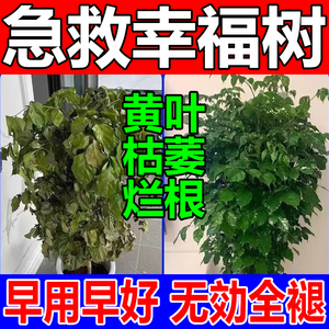 幸福树专用营养液专用肥料落叶掉叶子专用肥料专用黄叶烂根营养液