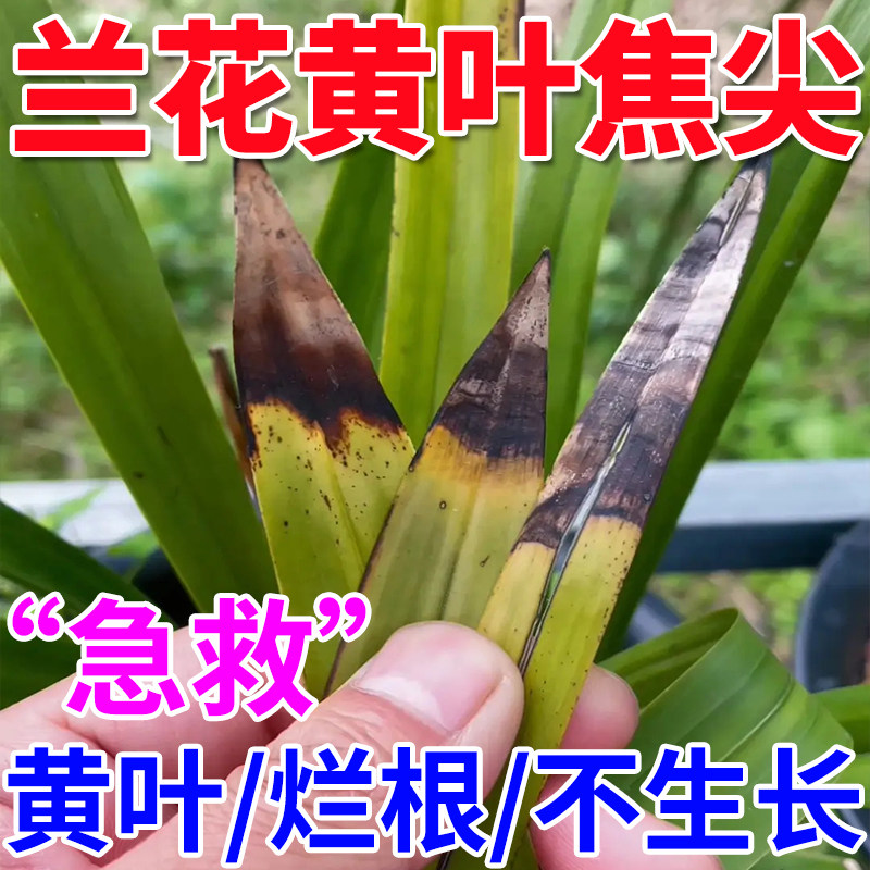 兰花肥料专用肥黄叶黑斑烂根叶尖发黑急救君子兰黄叶病营养液