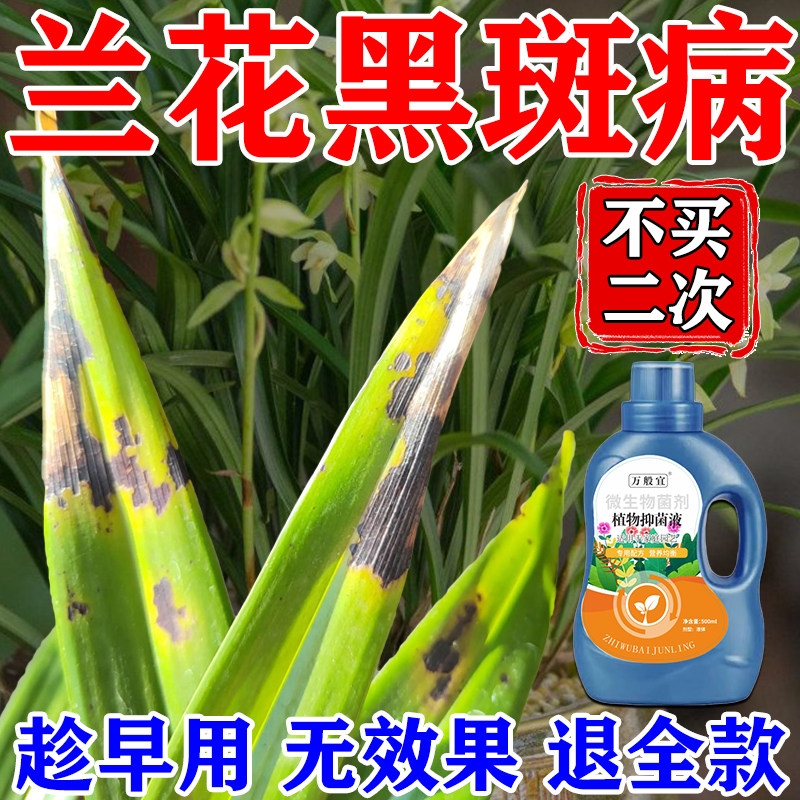 兰花黑斑病专用杀菌花黄叶焦尖图片