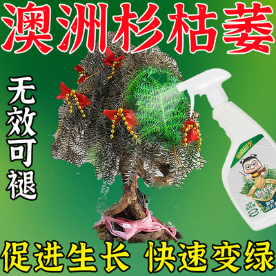 澳洲杉专用肥叶子发黄枯叶南洋杉老桩盆景树叶斑根腐棕化病营养液