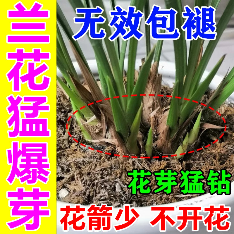 兰花多箭素专用爆芽肥料