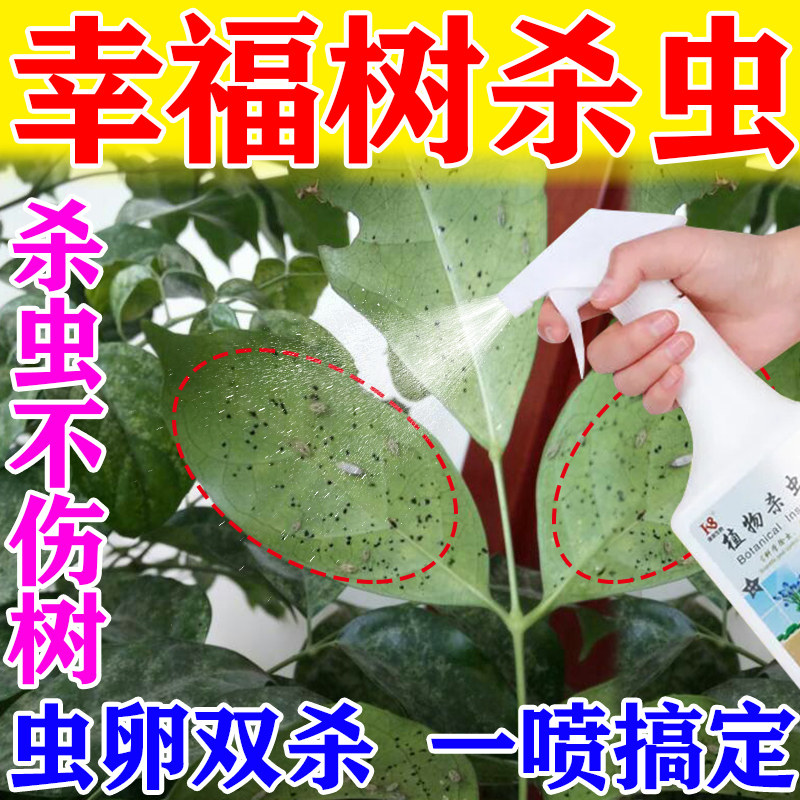 植物杀虫剂幸福树杀虫专用