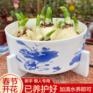 【矮化好春节开花】水仙花种球发芽水培带芽带盆发货